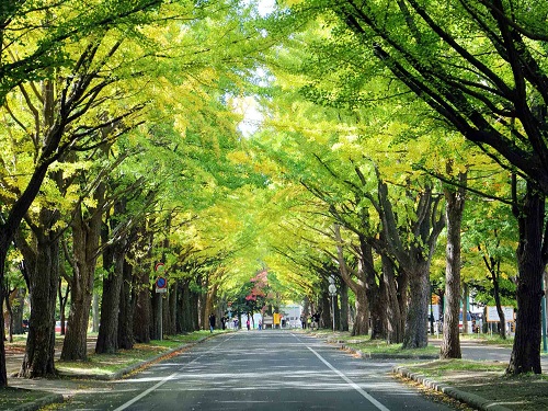 北海道大學  